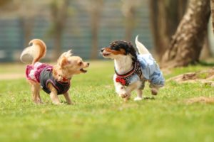 品川区の公園で遊ぶ２匹の犬